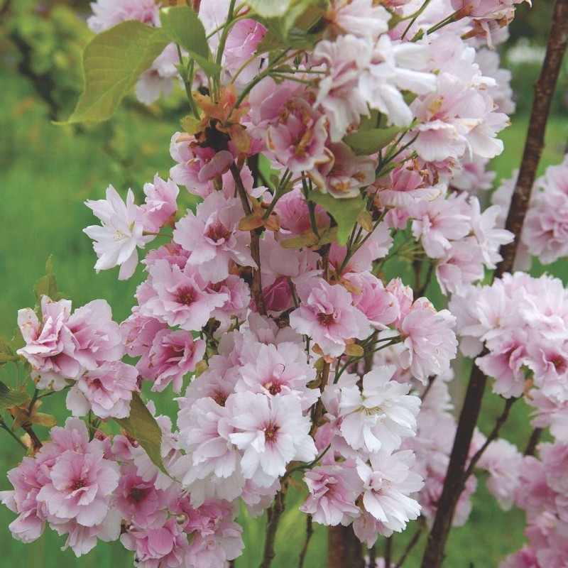 prunus serrulata amanogawa 3