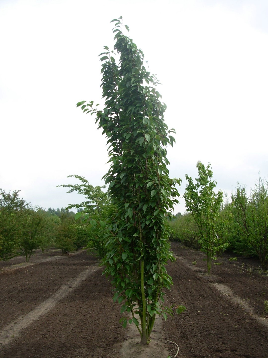 prunus serrulata amanogawa