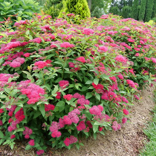 spiraea country red 1