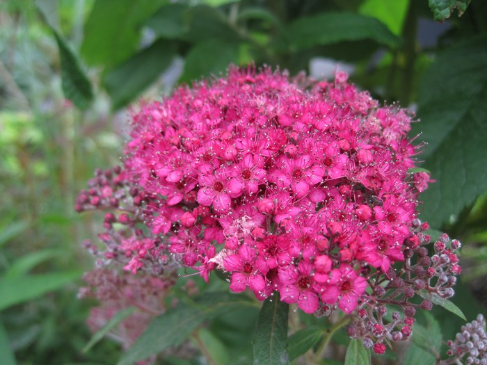 spiraea country red