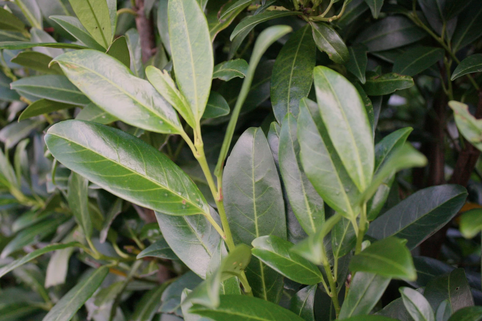 Prunus laurocerasus Herbergii 1