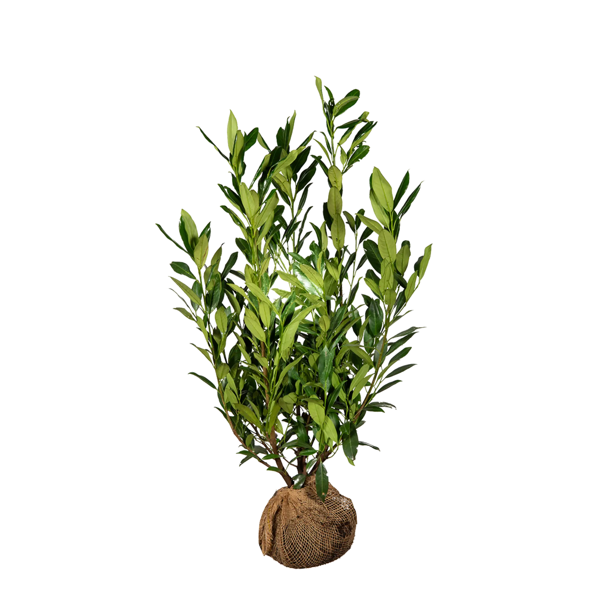 Prunus laurocerasus Herbergii 4