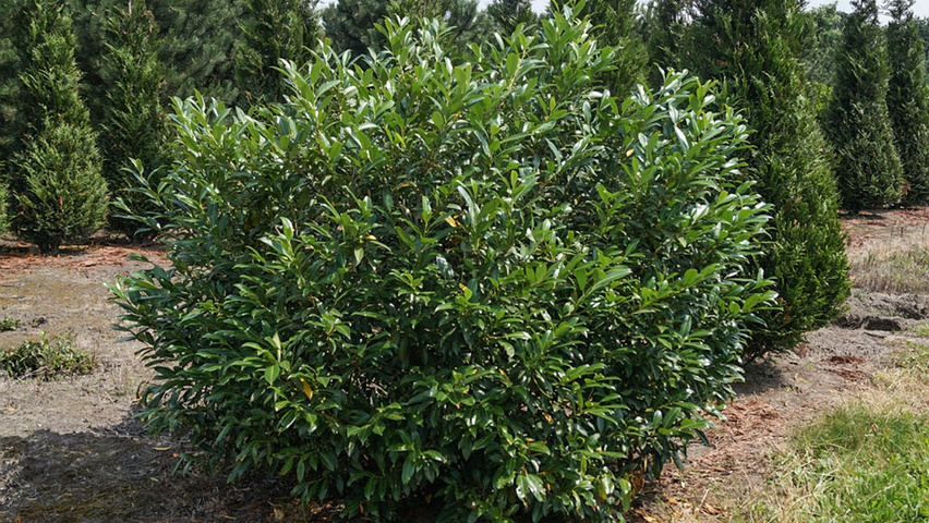 Prunus laurocerasus Herbergii