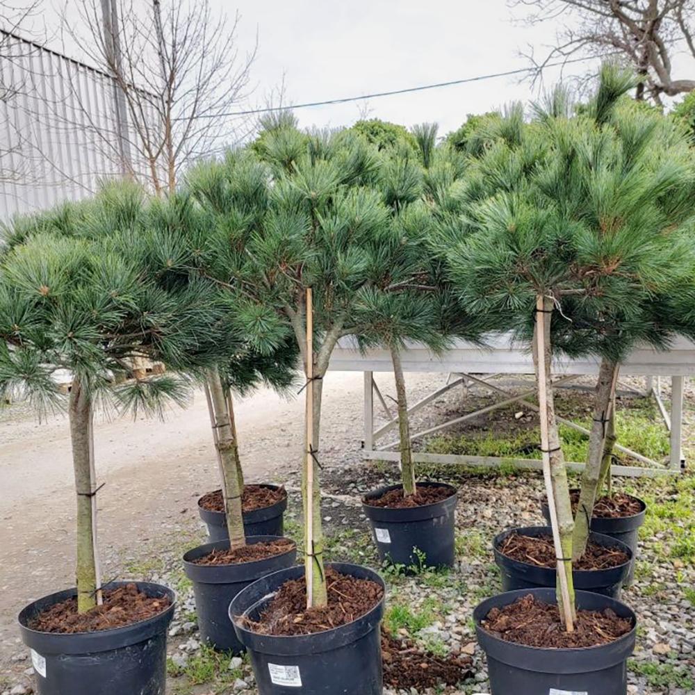 pinus strobus bergman's mini 1
