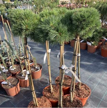 pinus strobus bergman's mini