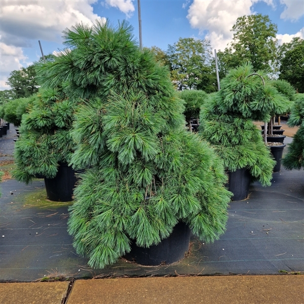 pinus strobus niagara falls 1