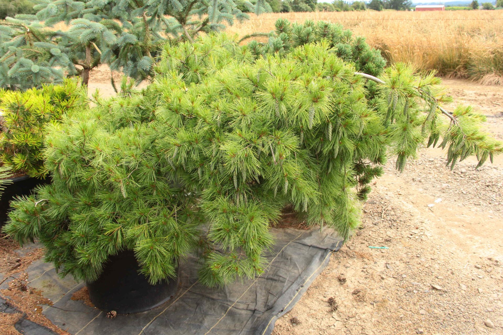pinus strobus niagara falls