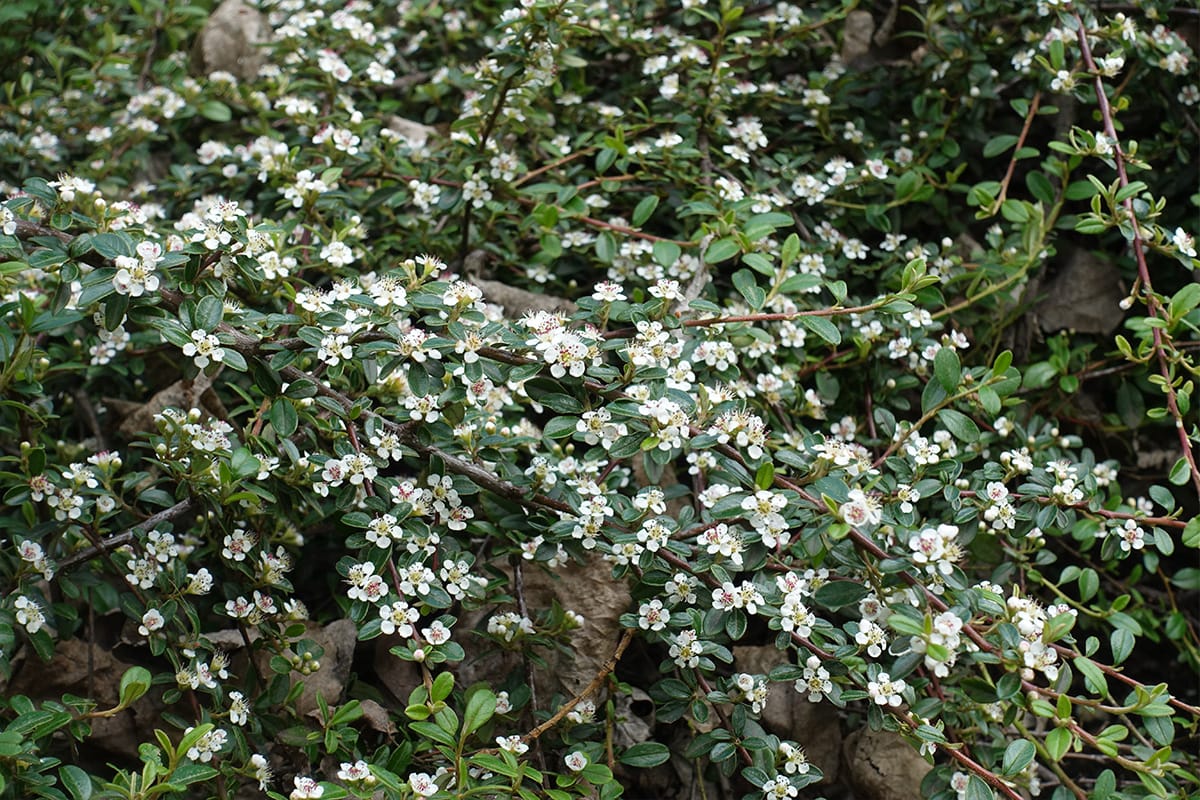 Cotoneaster coral beauty 2