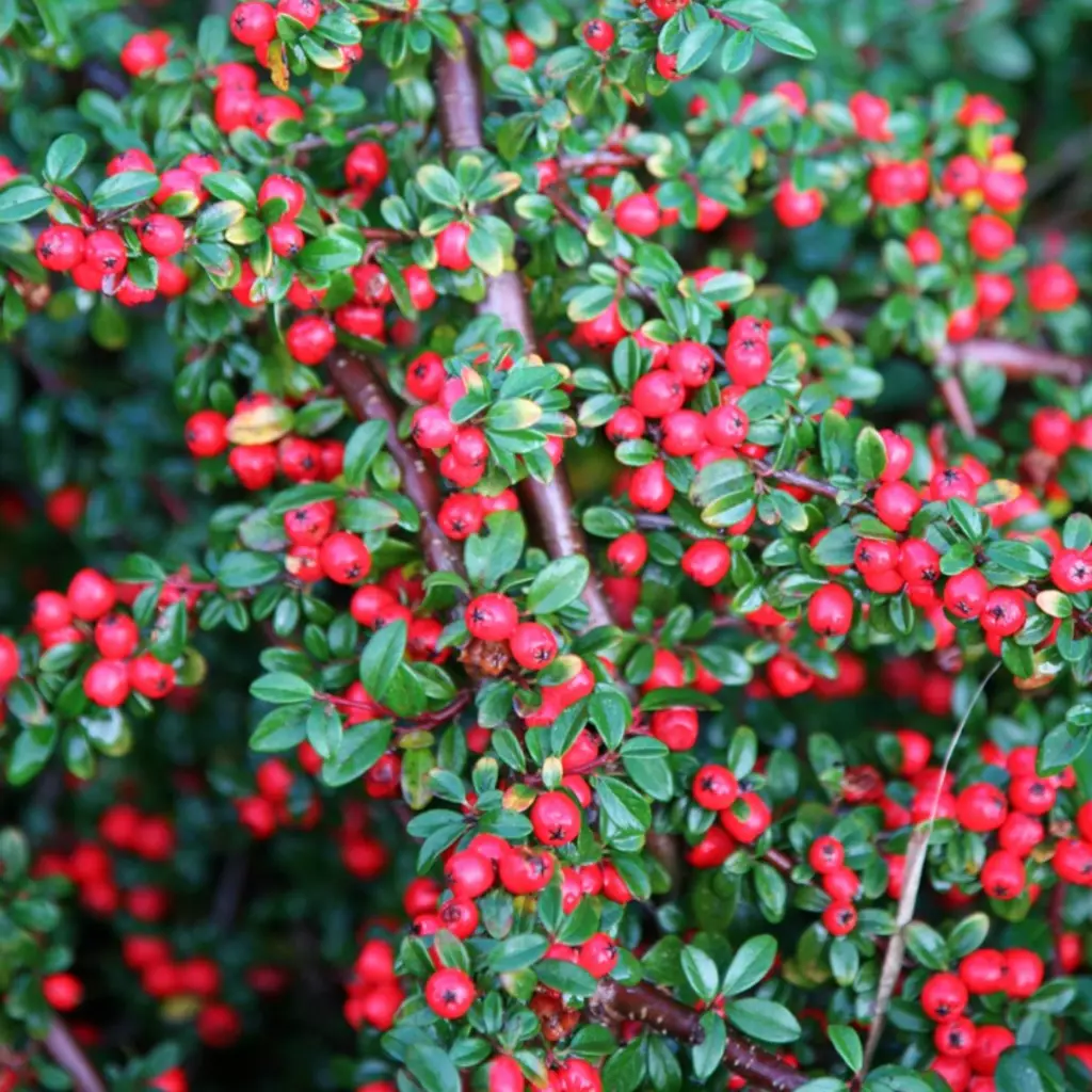 Cotoneaster coral beauty