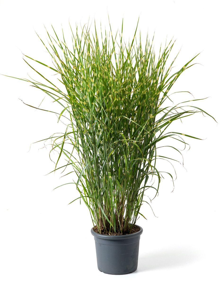 Miscanthus sinensis Zebrinus