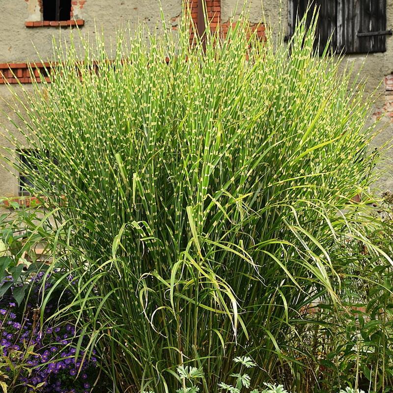 Miscanthus sinensis Zebrinus 2