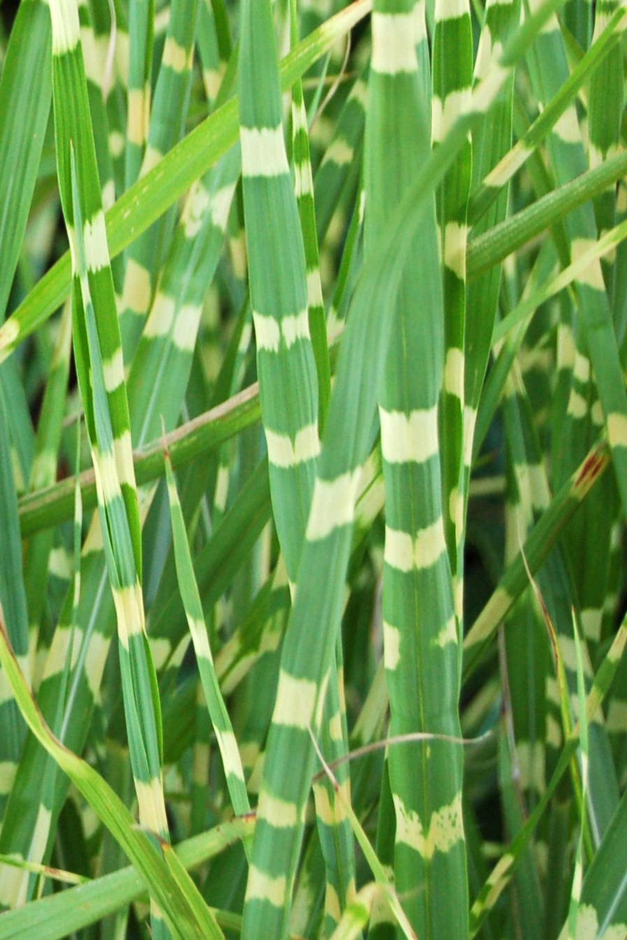 Miscanthus sinensis Zebrinus 3