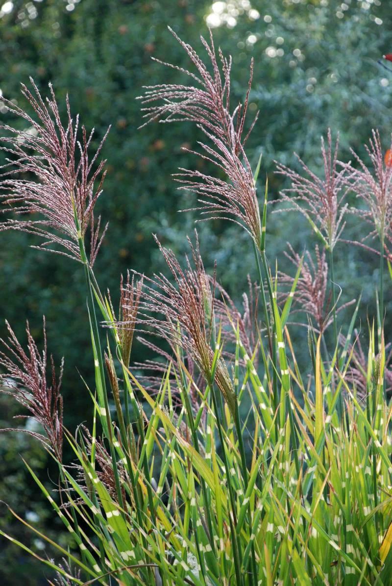 Miscanthus sinensis Zebrinus 5
