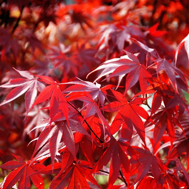 Acer palmatum Fireglow 1