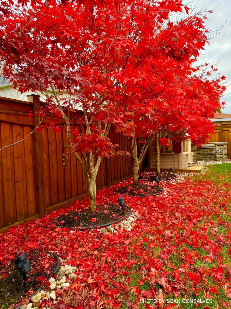 Acer palmatum Fireglow 2