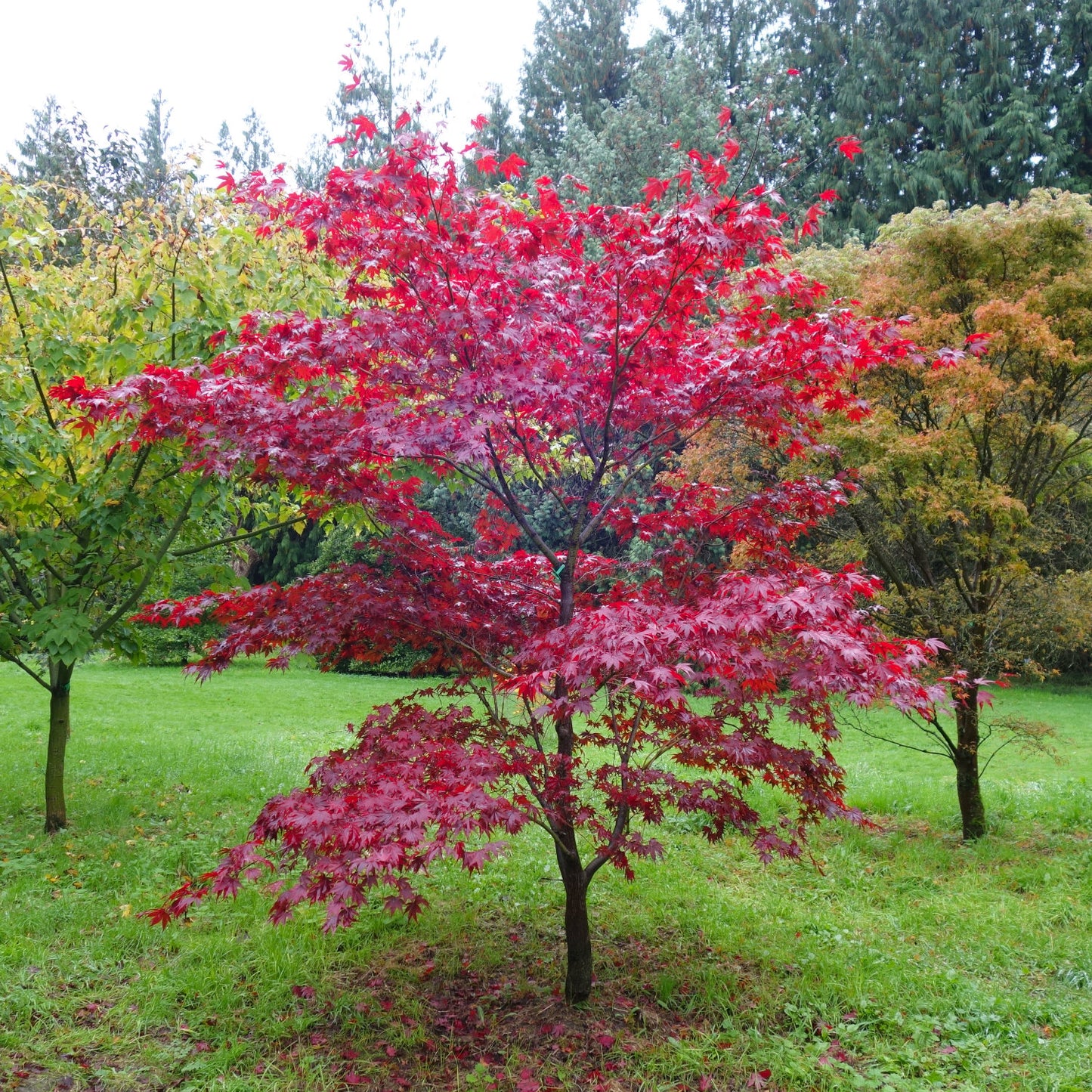 Acer palmatum Fireglow