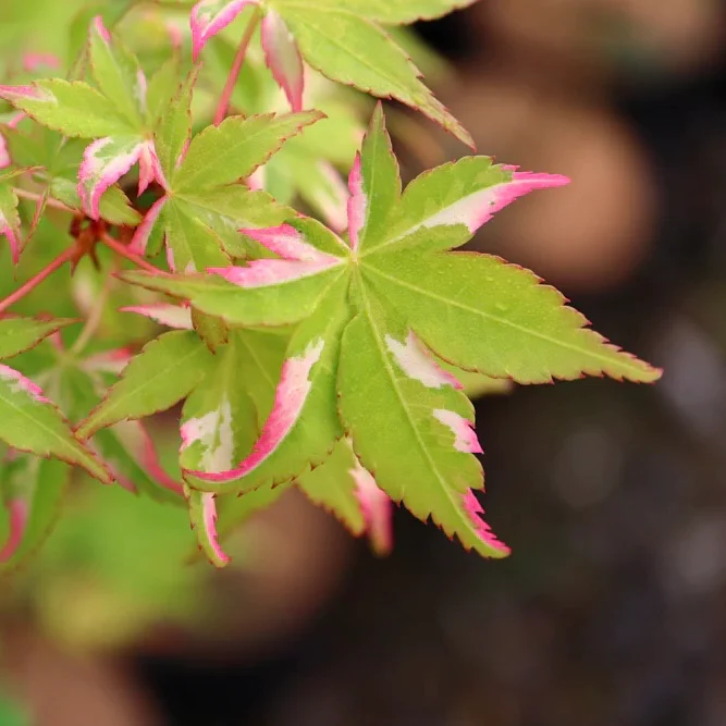Acer palmatum Oridono Nishiki 1