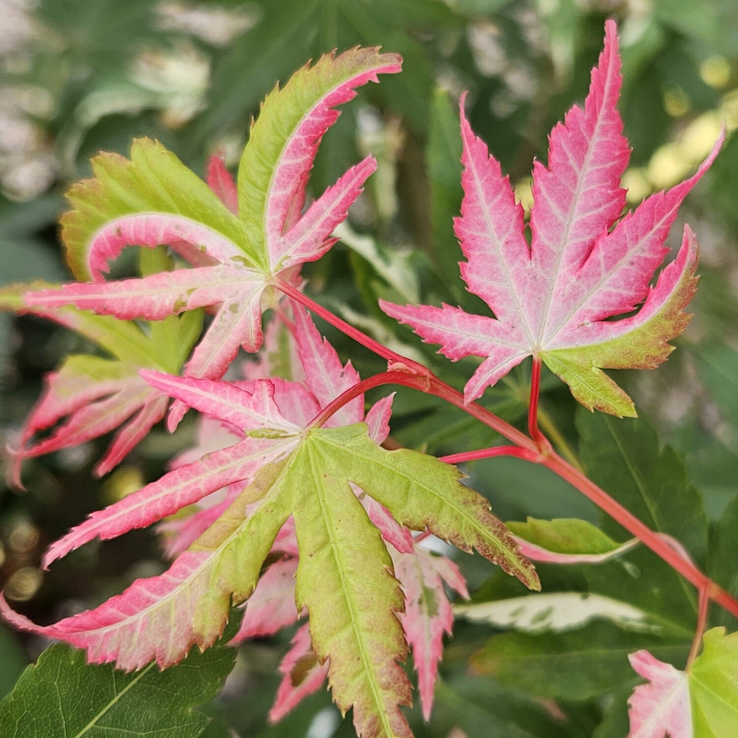 Acer palmatum Oridono Nishiki 2