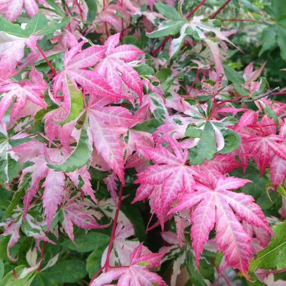 Acer palmatum Oridono Nishiki