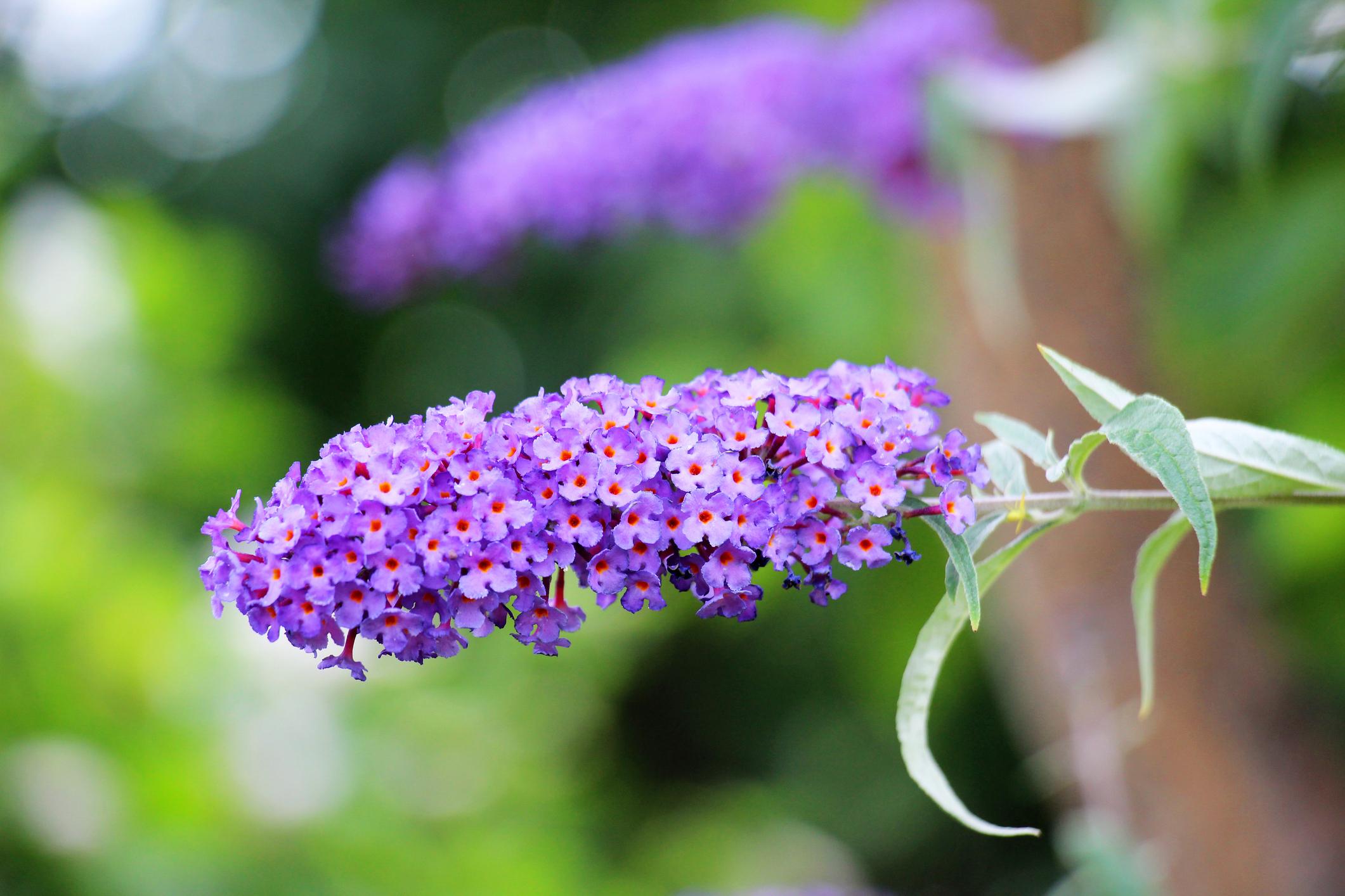 Buddleja davidii Nanho Blue 1