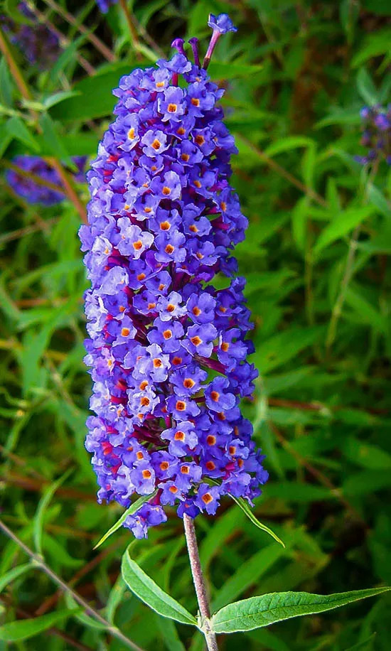 Buddleja davidii Nanho Blue 2