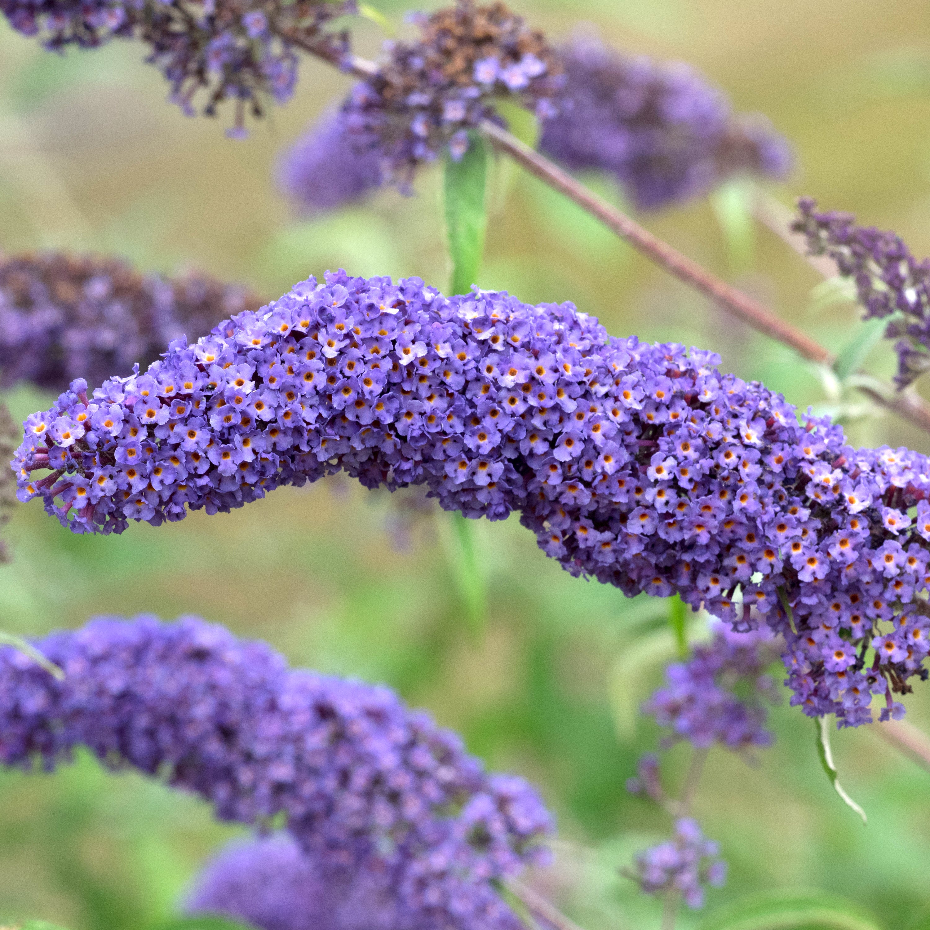 Buddleja davidii Nanho Blue