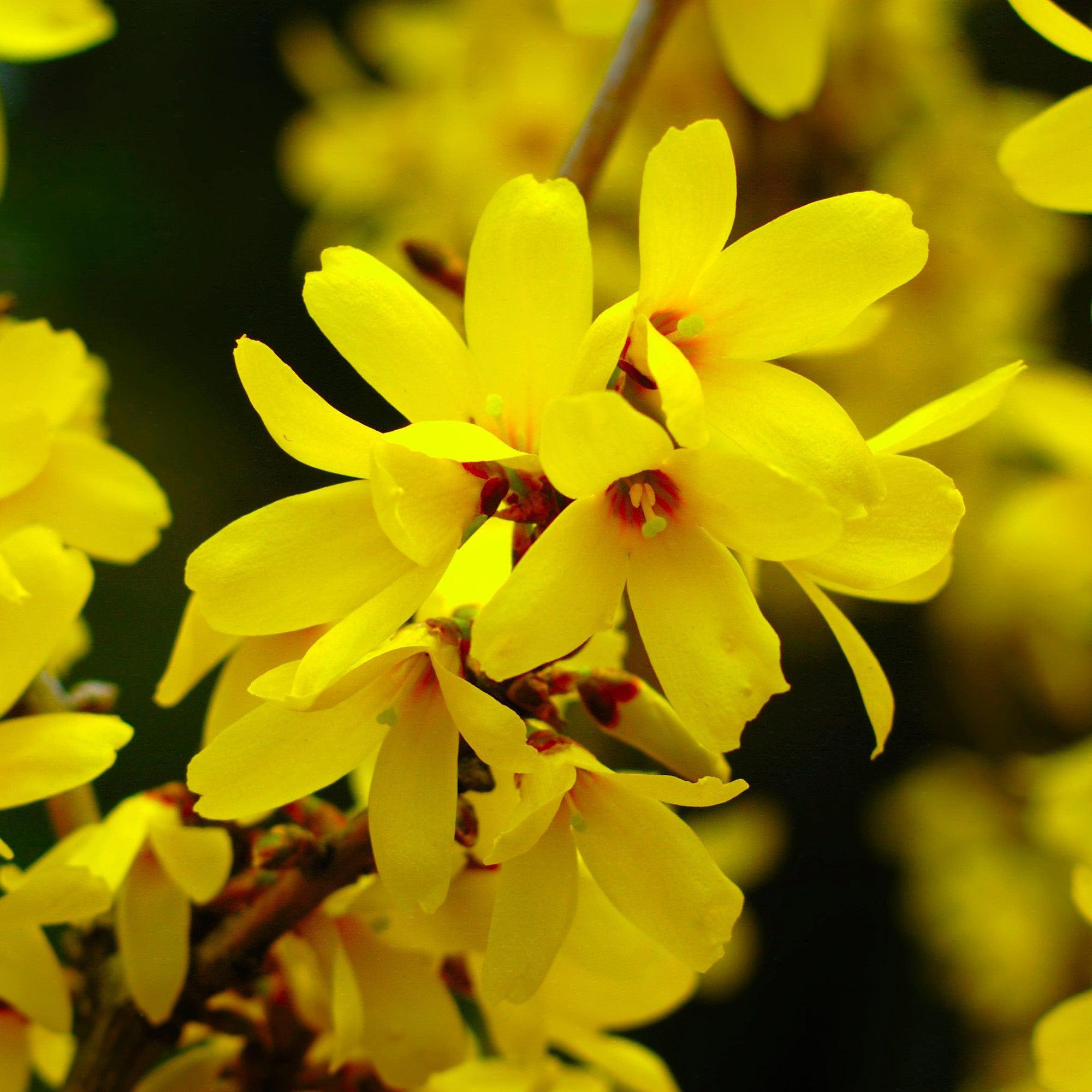 Forsythia Beatrix Farrand