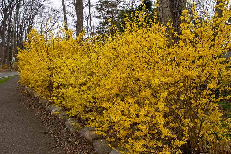 Forsythia Beatrix Farrand 2