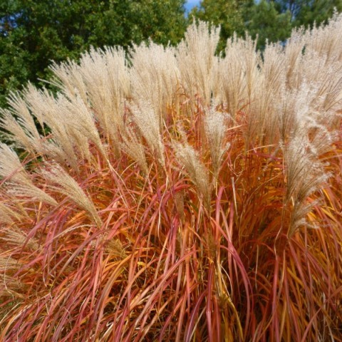 Miscanthus sinensis Herman Mussel 1