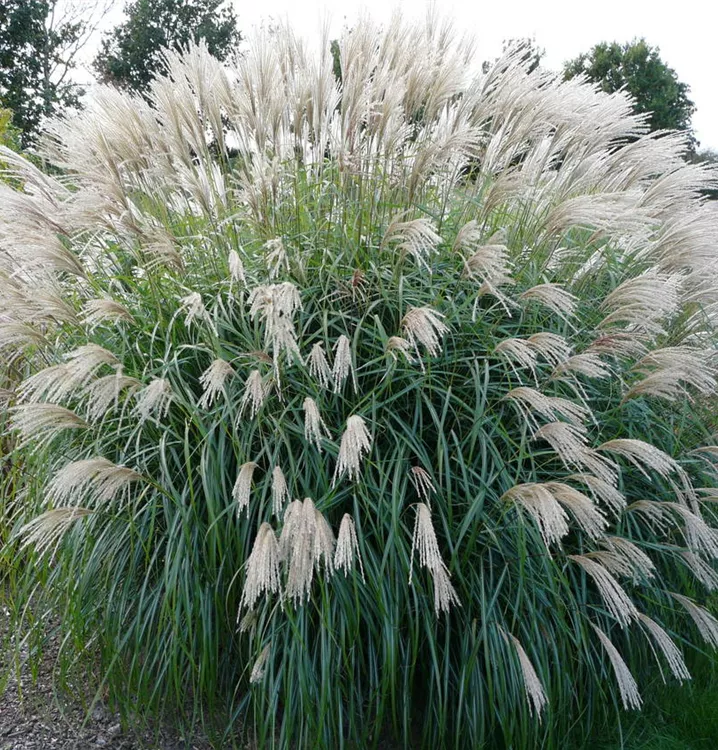 Miscanthus sinensis Herman Mussel 2