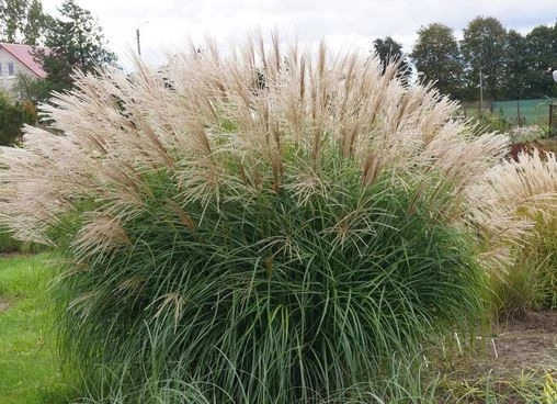 Miscanthus sinensis Herman Mussel