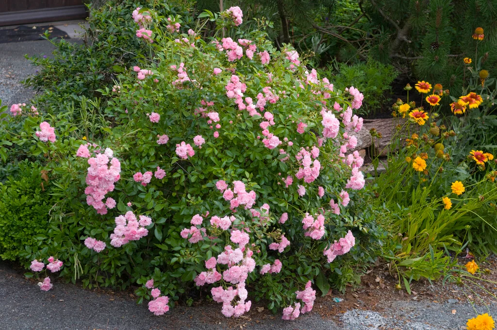 Rosa The Fairy 1