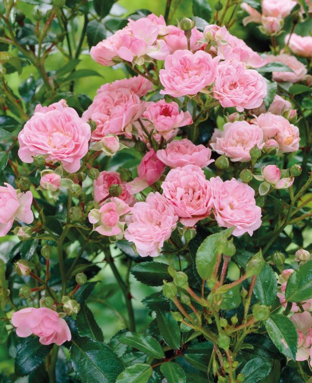 Rosa The Fairy