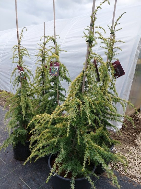 cedrus deodara Vink's golden 1