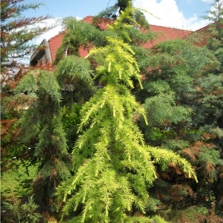 cedrus deodara Vink's golden