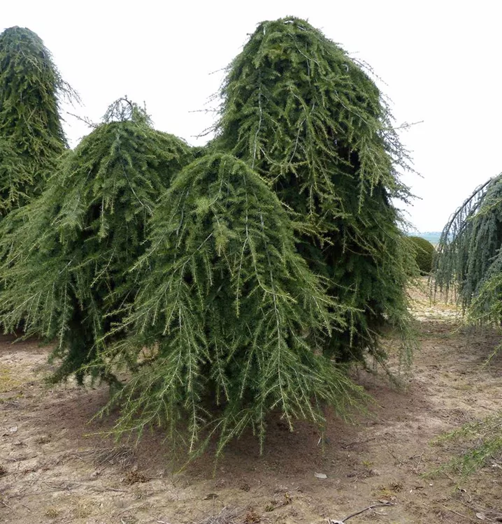 cedrus deodara pendula 1