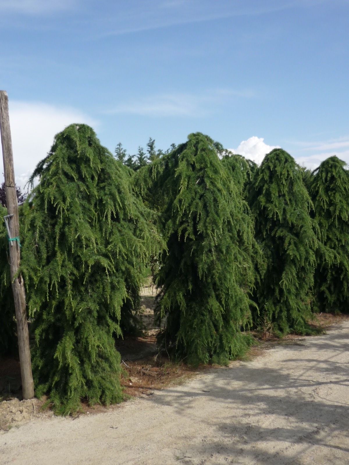 cedrus deodara pendula 2