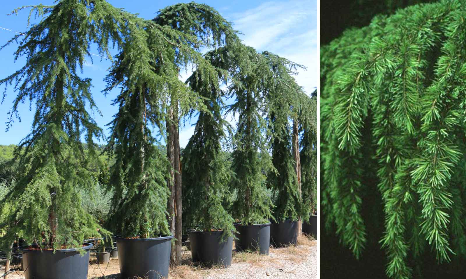 cedrus deodara pendula