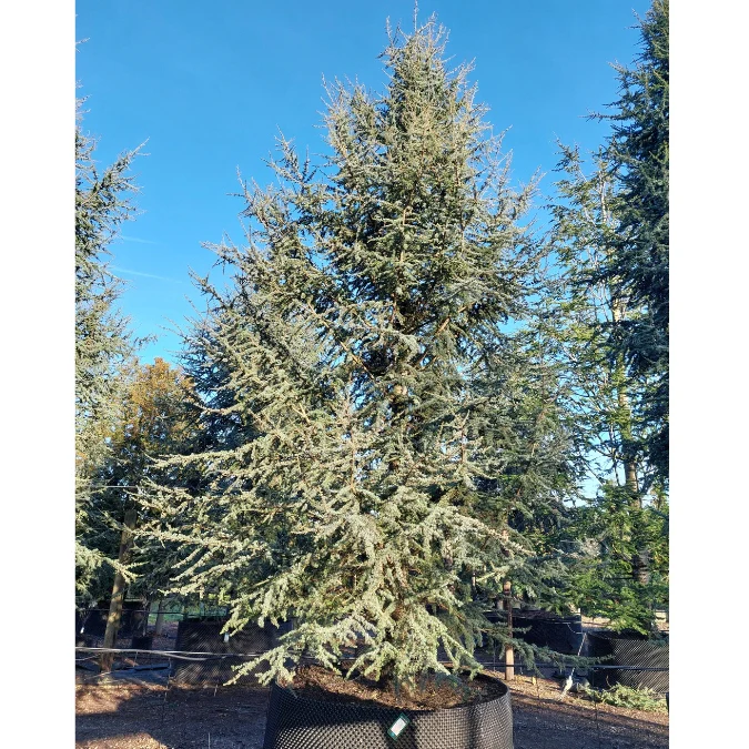 cedrus libani glauca 1