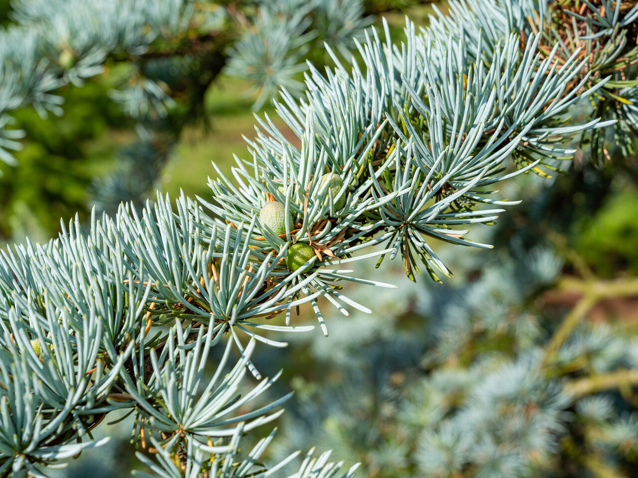 cedrus libani glauca