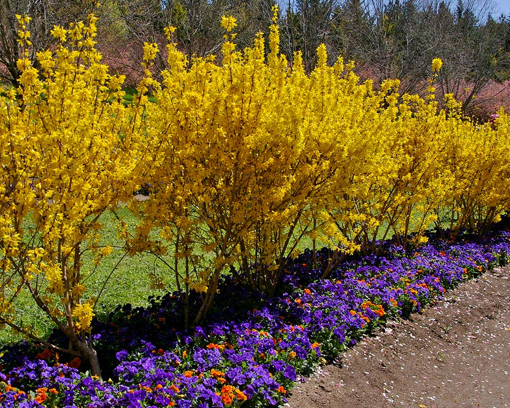 forsythia beatrix farrand