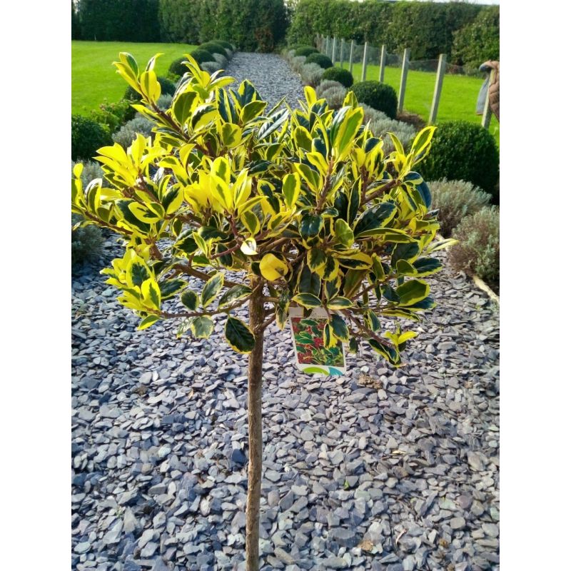 ilex golden van tol 3