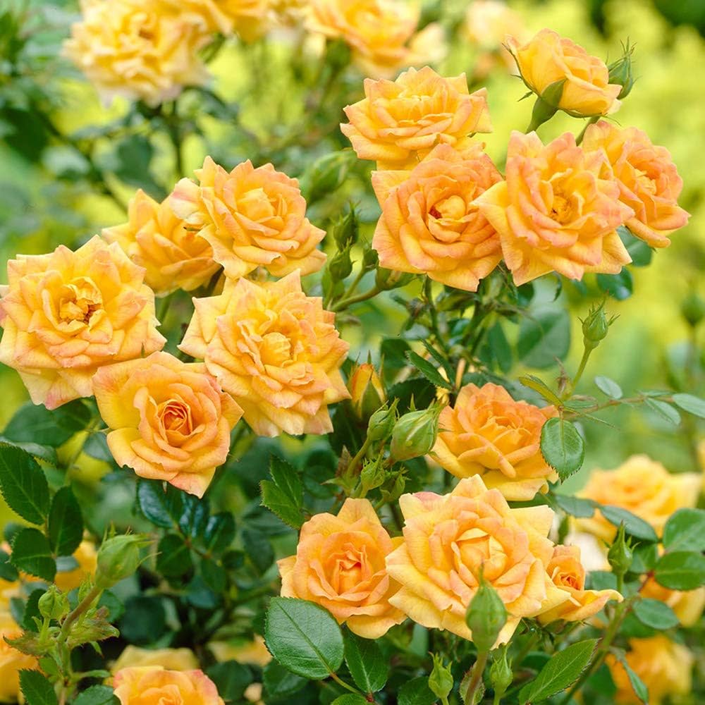 rosa yellow fairy 1