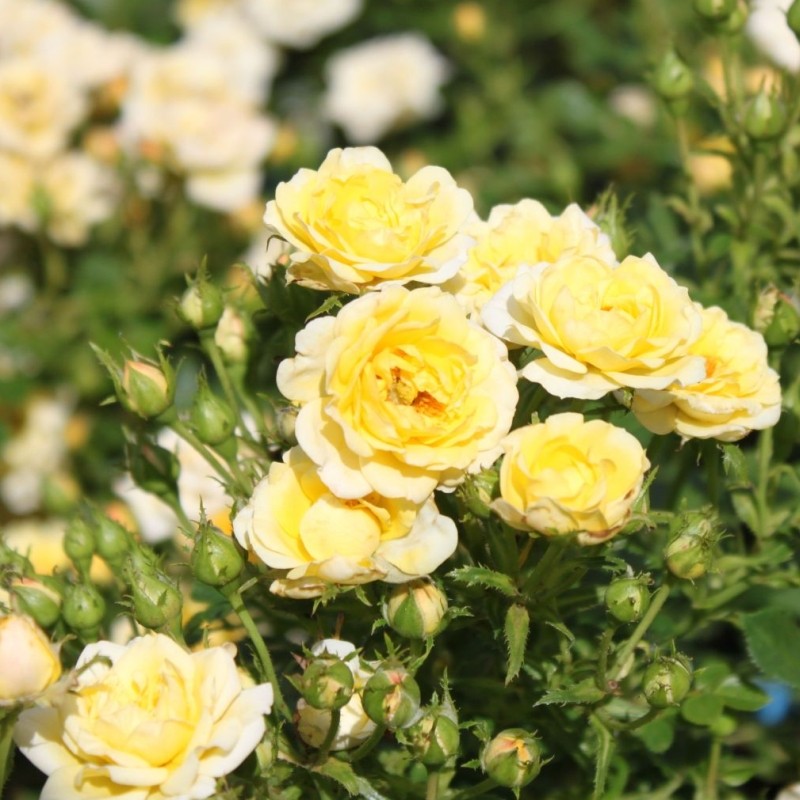 rosa yellow fairy